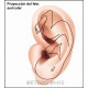 Curso de Auriculopuntura