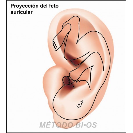 Curso de Auriculopuntura